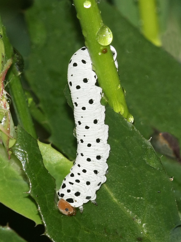 Symphyta sp.larva